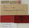 CollectionObject 1567105; 5974d677-f1e7-442a-9fac-e98331de1415: labels (paralectotype). (CollectionObject).