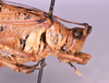 CollectionObject 1583379; 27ff00fb-a207-442f-a437-082c7dbd33e9: male, head and pronotum lateral view (paratype). (CollectionObject).