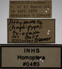 Other on Athysanella (Amphipyga) triodana Ball & Beamer, 1940: Labels - Male. (Observation).