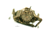 CollectionObject 2052448; bec28ca9-e099-46ac-b993-882095c3cd94: female, frontal view (holotype). (CollectionObject).