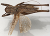CollectionObject 1527083; c84be998-add0-4d84-8cc9-c408fb0ee981: male, dorsal view (holotype). (CollectionObject).