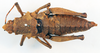 CollectionObject 1518423; 88bd4a4d-dab4-4c45-b588-a6bb85ed2ccb: female, dorsal view (holotype). (CollectionObject).