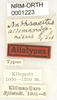 CollectionObject 1530617; de883d89-73fd-421a-b272-4b246b28f80b: labels (syntype of Anthracites kilimandjaricus). (CollectionObject).