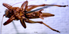 CollectionObject 1503291; 1386ed40-3f35-459e-8015-a271b2b3290e: male, ventral view. (CollectionObject).