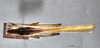 CollectionObject 1522101; c7f230c7-fd96-422f-bae9-418cdbfaf796: female, dorsal view (holotype of Eppioides bicolor). (CollectionObject).