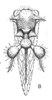 Habitus, dorsal view on Eucyphonia bifurcata (Sakakibara, 1968): (Observation).