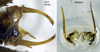 CollectionObject 1532346; 3dc0792d-5319-47a0-a8e9-f0dc5345b4d4: male cerci and titillators (holotype). (CollectionObject).