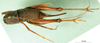CollectionObject 1580542; eb80846c-65a2-4255-9561-3e6203de6e68: female, dorsal view (Rhaphidophora picea). (CollectionObject).