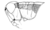 Chlorus vittatus Bruner, 1906: Fig. 6B. female head and pronotum, lateral view. (Otu).