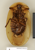 CollectionObject 1572957; 329b80e9-d29f-4ceb-94a5-2b0c2e72bb1b: Copyright Natural History Museum, London. Non-type (adult female) in BM(NH). Ventral view. (CollectionObject).