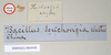 CollectionObject 1559610; NHMUK(SF IMPORT DUPLICATE) 844918, 0bc3b538-d2c0-4861-8d77-3eaded2a96a0: copyright Natural History Museum, London. male, data labels (holotype). (CollectionObject).