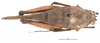 CollectionObject 1521832; 1de0f9e9-6978-4329-bdfb-7d6e57beaa40: female, dorsal view (holotype). (CollectionObject).
