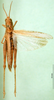CollectionObject 1576328; 4246c994-d691-4b7d-9972-fadfbfa4b878: female, dorsal view (allotype). (CollectionObject).
