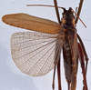CollectionObject 1534721; 749d7da9-5053-4fe6-beab-5221844bc758: female, dorsal view (allotype). (CollectionObject).