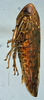 Habitus, lateral view: (Observation).