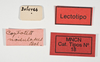 CollectionObject 1535387; e72206c3-a9d1-4330-a713-7d8567779928: labels (lectotype). (CollectionObject).