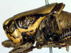 CollectionObject 1502390; 01dc25de-2635-4b3f-a1b9-7117fa125e04: male head and pronotum, lateral view. (CollectionObject).