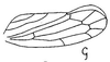 Forewing: !! display not done !! on Cortona minuta Oman, 1938: forewing. (Observation).