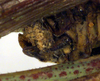 CollectionObject 1500640; 8569f306-b1e4-4148-a76a-1efe8f8ac301, DORSA BTstedilS01: female, abdomen tip (lectotype). (CollectionObject).