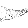 Pygofer, lateral view on Coganoa purpureatincta (Cogan, 1916): Pygofer, lateral view (lectotype). (Observation).