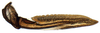 Ovipositor: Magnentius clavatus, 2nd valvula (INHS). (Observation).
