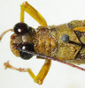 CollectionObject 1498677; 6630242e-f902-4f94-9c51-216580220080: male pronotum, dorsal view. (CollectionObject).