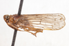 Habitus, lateral view: (Observation).