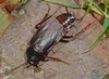 Blatta orientalis Linnaeus, 1758: Copyright Paul Brock. Common or Oriental Cockroach, Blatta orientalis, male. Captive stock. (Otu).