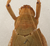 CollectionObject 1579405; 61abd3a1-ffeb-41e6-a5b6-11c62c30fc5c: female pronotum, dorsal view (allotype). (CollectionObject).
