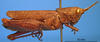 CollectionObject 1538326; 925cd9fe-8f9f-4ad6-a6bf-9d74abb5aeff: female, lateral view (holotype of Truxalis coriacea). (CollectionObject).
