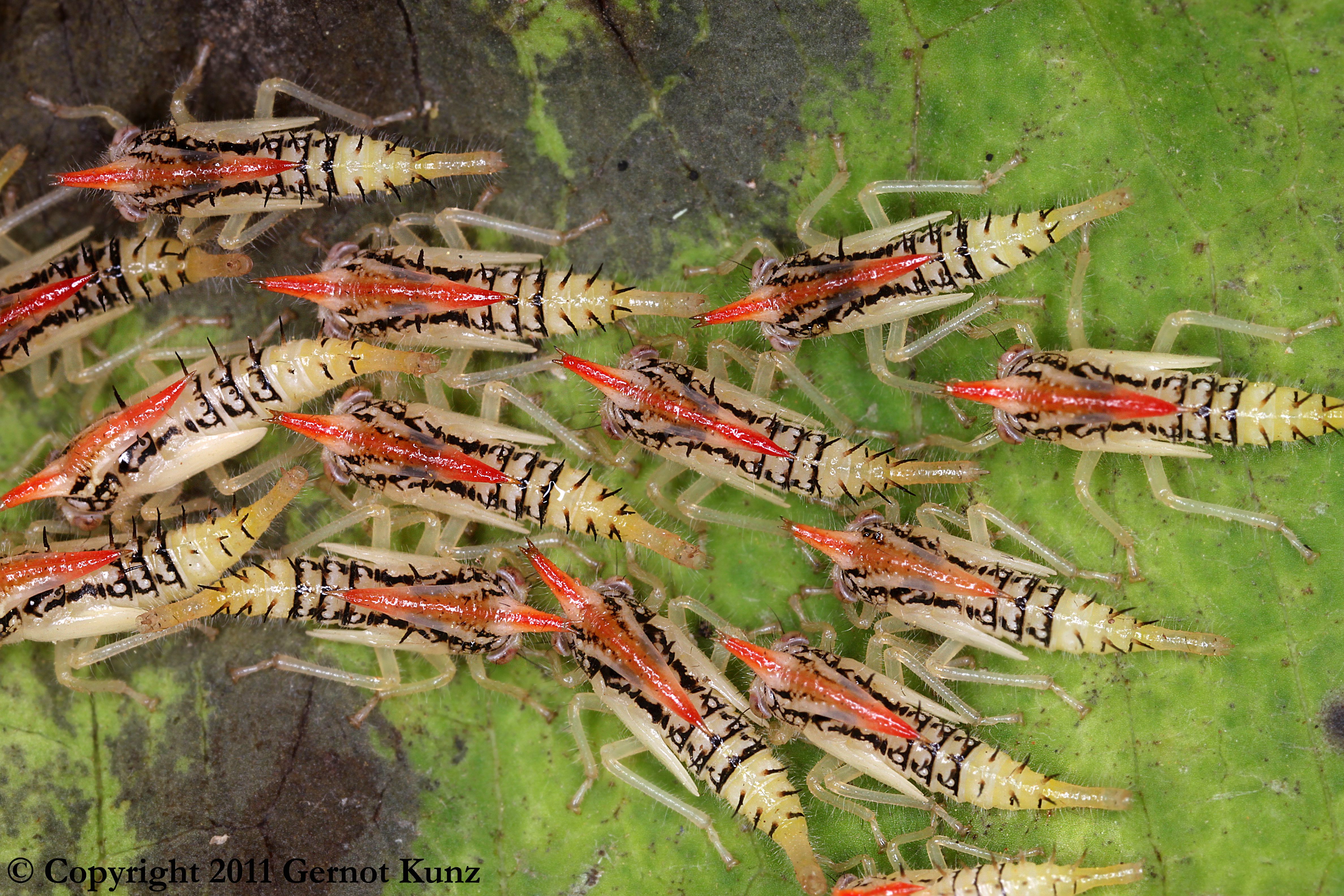 _Polyglypta_ nymphs. Depicts Polyglyptini Goding, 1892, an Otu.