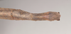 CollectionObject 1563988; NHMUK(SF IMPORT DUPLICATE) 844659, e0b7bab4-af0b-4dc2-9de1-c5429d269c46: copyright Natural History Museum, London. female: end of abdomen, ventral view (paralectotype). (CollectionObject).