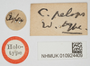 CollectionObject 1517880; 5c7beaa7-4ec9-405c-81e4-9b37024a7813, NHMUK010924409: labels (holotype). (CollectionObject).
