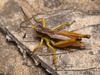 CollectionObject 1577975; 98f9092c-befc-4a29-a422-0da7d9a65b8b: male (Kosovo, Hajla Mts – topotype). (CollectionObject).
