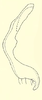 Stylus: !! display not done !! on Coelella distincta (Oman, 1931): Male: style, lateral view. (Observation).