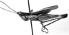 CollectionObject 1535759; a07f44e2-b91c-4ed5-8d33-c1c2050e907f: male, lateral view (syntype). (CollectionObject).