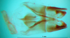 CollectionObject 1502124; c13cdf7c-ffb2-4207-b8e4-7a0acc0084f1: phallus, dorsal view. (CollectionObject).