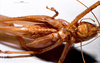 CollectionObject 1516505; 4c9174c1-e55e-4af8-83b0-5452209114ee: female, ventral view (topotype). (CollectionObject).