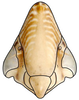 Head: Drakensbergena sp., face (INHS). (Observation).