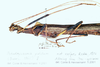 CollectionObject 1561460; NMW 187', ca3df1e8-561c-4ca7-80c5-5356c401ef1d: copyright NMW, Vienna. female: head and thorax, lateral view (syntype). (CollectionObject).