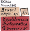 CollectionObject 1530779; 946e1225-15b6-4f14-ad05-3df322d11c4a: labels (syntype). (CollectionObject).