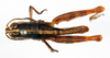 CollectionObject 1564378; c2aad372-89a4-4db6-b5fb-5563eea7324d: male, dorsal view (paralectotype). (CollectionObject).