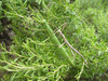 copyright Thomas Buckley, Landcare Research. male and female of Pseudoclitarchus sentus, Great Island, Three Kings Islands. Depicts Pseudoclitarchus sentus (Salmon, 1948), an Otu.