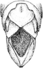 Tytthotyle maculata (Bruner, 1889): Fig. 364. male, apex of abdomen, drosal view. (Otu).