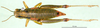 CollectionObject 1501997; 2fd1c630-c9fb-4cf0-9229-81cecb3bf6f8: female, dorsal view (allotype). (CollectionObject).