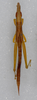 CollectionObject 1518977; efb0eedf-71e1-4ac5-a7db-26a1ab01838f: male, dorsal view (holotype). (CollectionObject).
