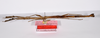 CollectionObject 1563550; bfb9e8eb-68cd-47e7-9bf5-020a04d33bcc: copyright ZMHB, Berlin. female, lateral view of synonym Lonchodes hosei herberti (paratype). (CollectionObject).;CollectionObject 1563551; 60deb753-84a1-4d22-b2db-de0ab1b94a70: copyright ZMHB, Berlin. female, lateral view of synonym Lonchodes hosei herberti (paratype). (CollectionObject).