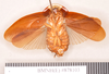 Lanxoblatta emarginata (Burmeister, 1838): Holotype, male, ventral. BMNH(E)#878103. (Otu).
