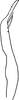 Stylus: Stylus, ventral view. (Observation).