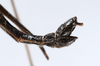CollectionObject 1560957; 86a6529c-7fa7-4590-a732-d953ee652451: copyright ANSP. female: end of abdomen, lateral view (holotype). (CollectionObject).